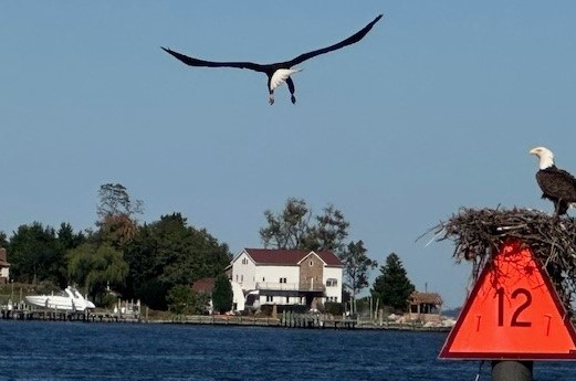 Feathered, Fluffy Friends
