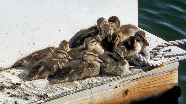 I Brake for Ducks