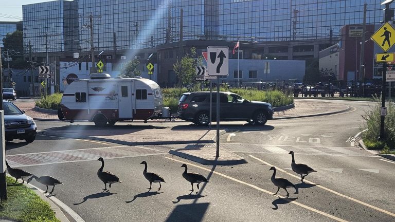 Fowl Right of Way